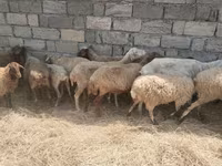 Qoyunlar (partiya, cinsi göstərilməyib), Qoyunlar — foto 7
