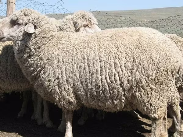 Sheep (batch, sex not specified), Australian merinos sheep