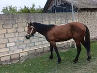 घोड़ा, Azerbaijan horse — फ़ोटो 3