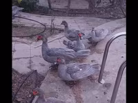 لافندر — الصورة 2