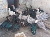 Ducks — Foto 1