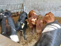 Cattle (batch, sex not specified), Limousin cow — photo 3
