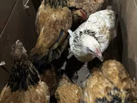 Chickens — الصورة 4