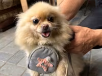 🐶 Satılır – Çox Şirin Dişi Pomeranian (Spitz) 🐶 2 yaşlı, dişi, çox — фото 2