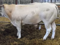 Buğa, Blonde d’Aquitane cattle — foto 3