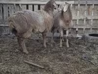 Вівця, Arashan sheep — фото 3