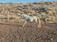 घोड़ा, Kazakh horse — फ़ोटो 3