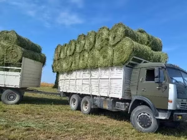 сено люцерна жоношка урлон свежый укос жоношка сатамын кез келген жерг