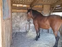Kobyła, Međimurje horse — zdjęcie 3