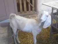 Keçi, Beetal goats — foto 3