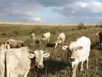 İnək, Simmental cattle — foto 6