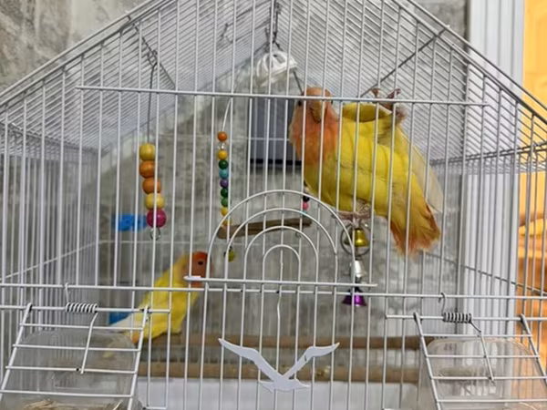 Məhsul: Qəfəsdə cüt papuqay (lovebird) və tam aksesuar dəsti Təsvir