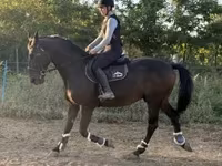 Koń, Nonius horse — zdjęcie 2
