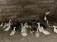 Geese — الصورة 4
