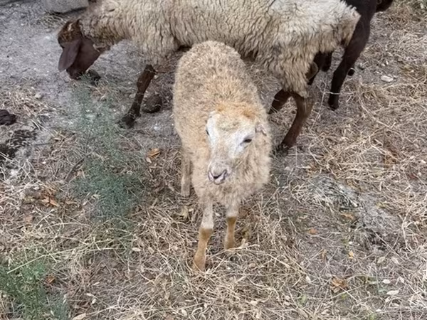 Qoç, Qoyunlar — Azərbaycan