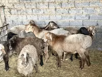 Вівця, Вівці — фото 1