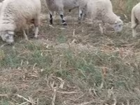 Qoʻchqor, Cerry Hill sheep — 2-rasm
