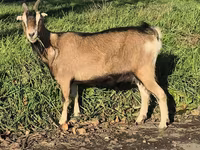 Ziege, Alpine goat — Foto 5