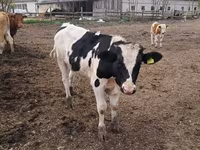 Cow, Cattle — photo 8