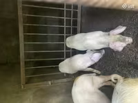 Sow, Pigs — photo 2