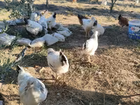 Chickens — 照片 1