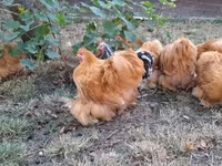 Pekin Bantam — foto 1