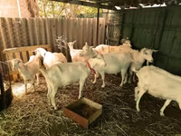 Keçi, Saanen goat — foto 1