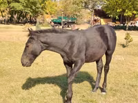 Kůň, Nonius horse — foto 5