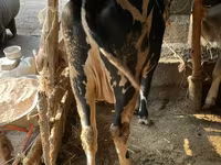 Býk, Simmental cattle — foto 3