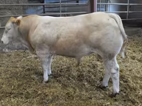 Buğa, Blonde d’Aquitane cattle — foto 1