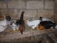 Chickens — photo 2
