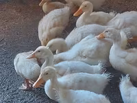 Ducks — photo 3