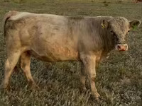 公牛, Auliekol breed — 照片 4