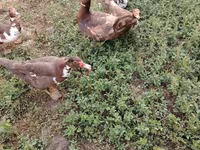 Ducks — फ़ोटो 8