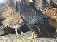 Chickens — foto 7