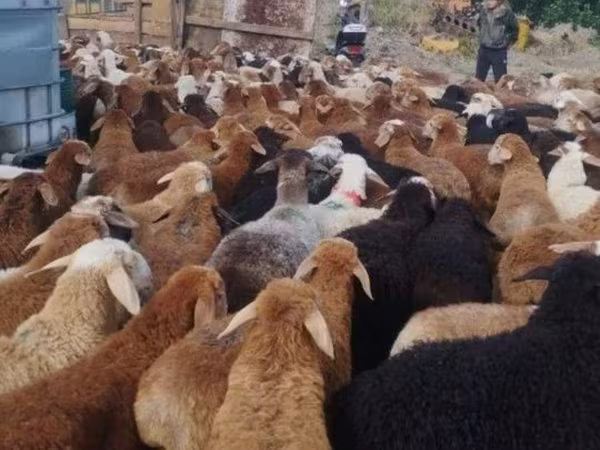 Ram, Sheep