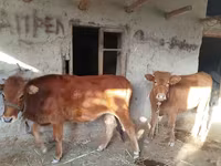 Cow, Cattle — photo 3