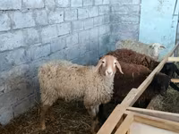 Qoyun, Beulah Speckled face sheep — foto 3