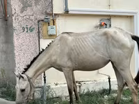 母马, Azerbaijan horse — 照片 2