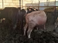 Bulle, Simmental cattle — Foto 5