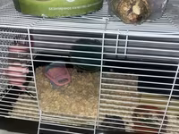 Cüce hamster və tam dəst aksesuarlar Qefes ile biryerde satılır 2-3 — الصورة 3