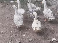 Ducks — foto 6