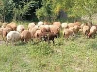 Qoç, Qoyunlar — foto 3