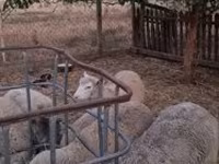 Baran, Cerry Hill sheep — zdjęcie 6