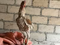 Chickens — photo 6