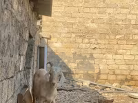 Goat, Goats — photo 2