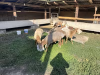 Qoʻchqor, Arashan sheep — 3-rasm
