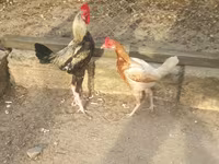 Japanese Bantam — photo 4
