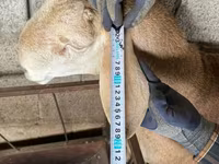 Qoç, Afghan Arabi sheep — foto 4