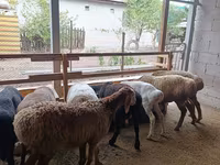 Ovce, Rhon sheep — foto 3